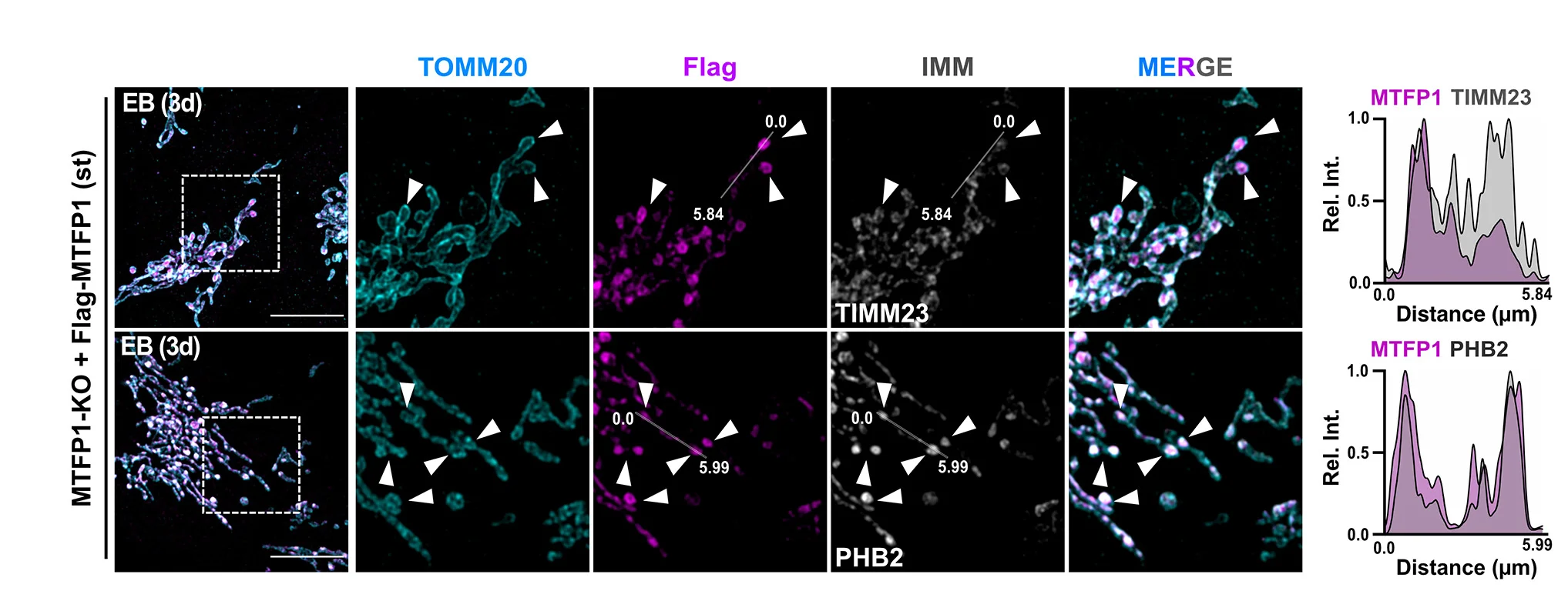 Open access visualization of Microscopy, Line Plot, SIM Images, MTFP1-KO Cells, Flag-MTFP1