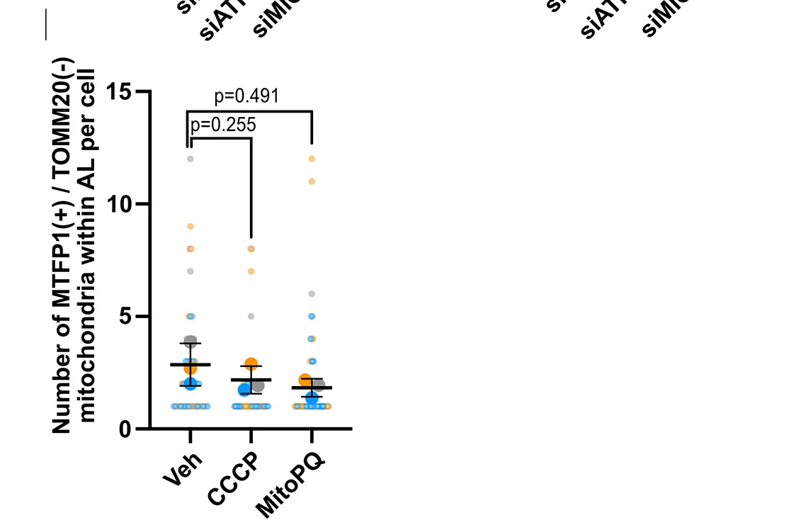 Open access visualization of Scatter Plot, Error Bars, Quantification, Autolysosomal Structures, EB Treatment