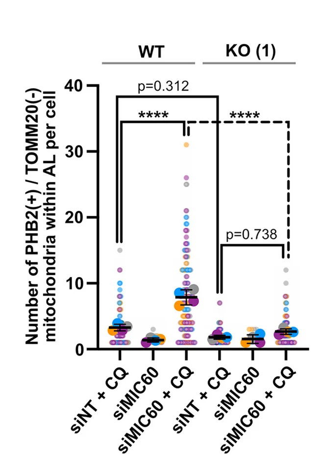 Open access visualization of Scatter Plot, Error Bars, Quantification, PHB2, TOMM20