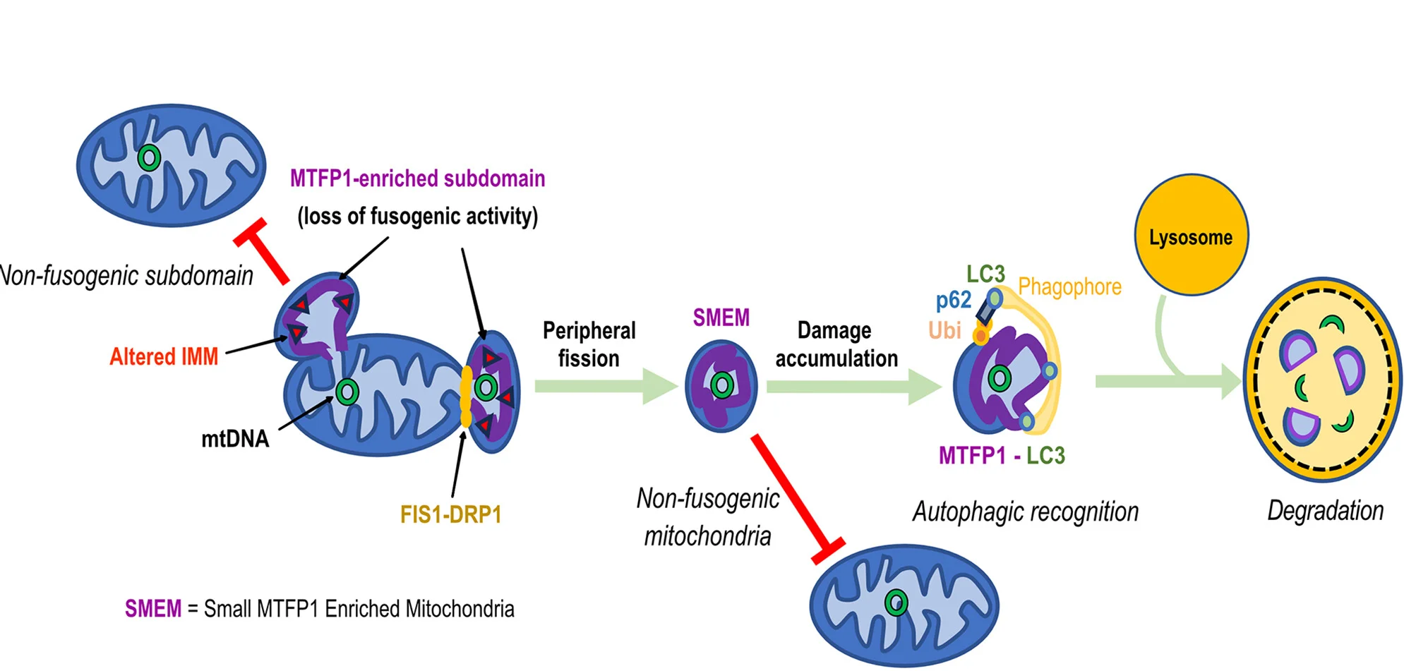 Open access visualization of Workflow, Illustration, Model, IMM Subdomains, Mitochondria