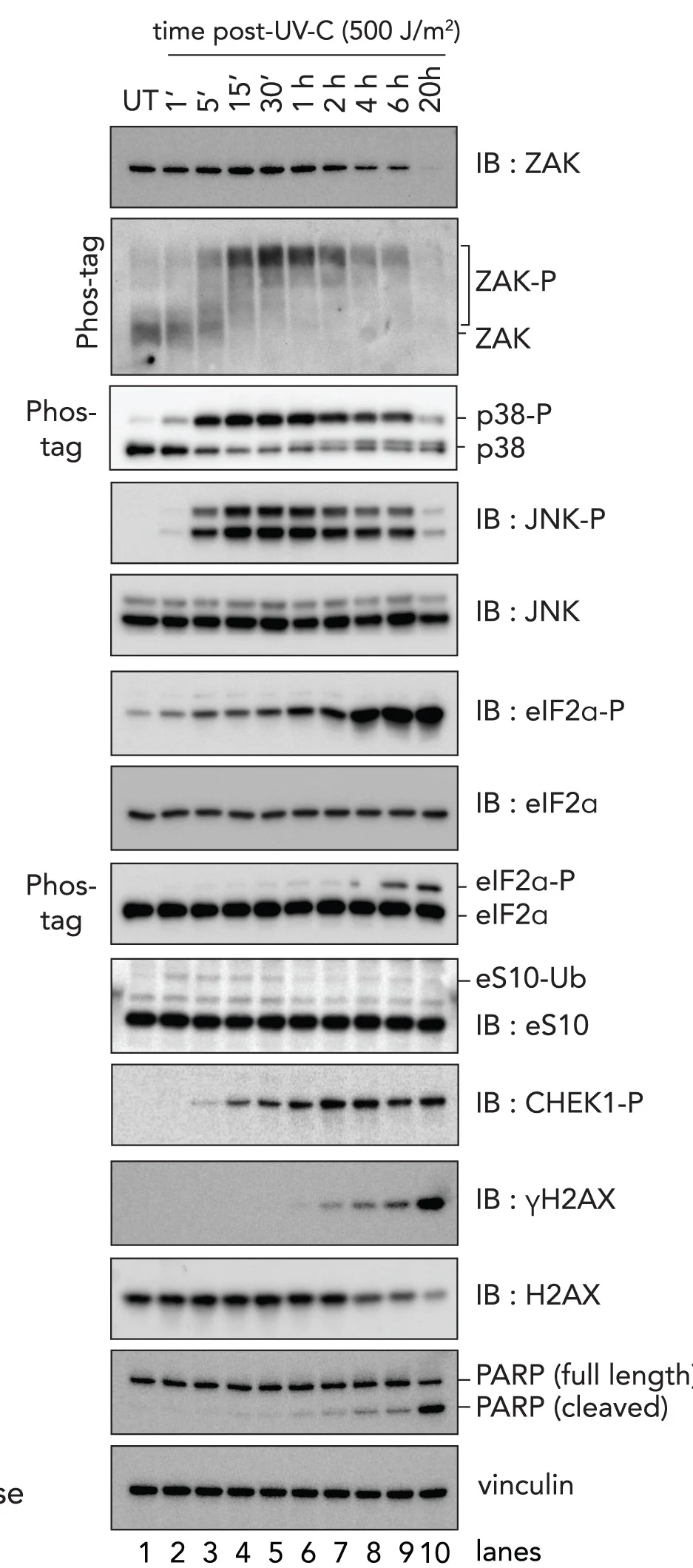 Open access visualization of Gel, Immunoblots, UV-C, HaCaT Cells