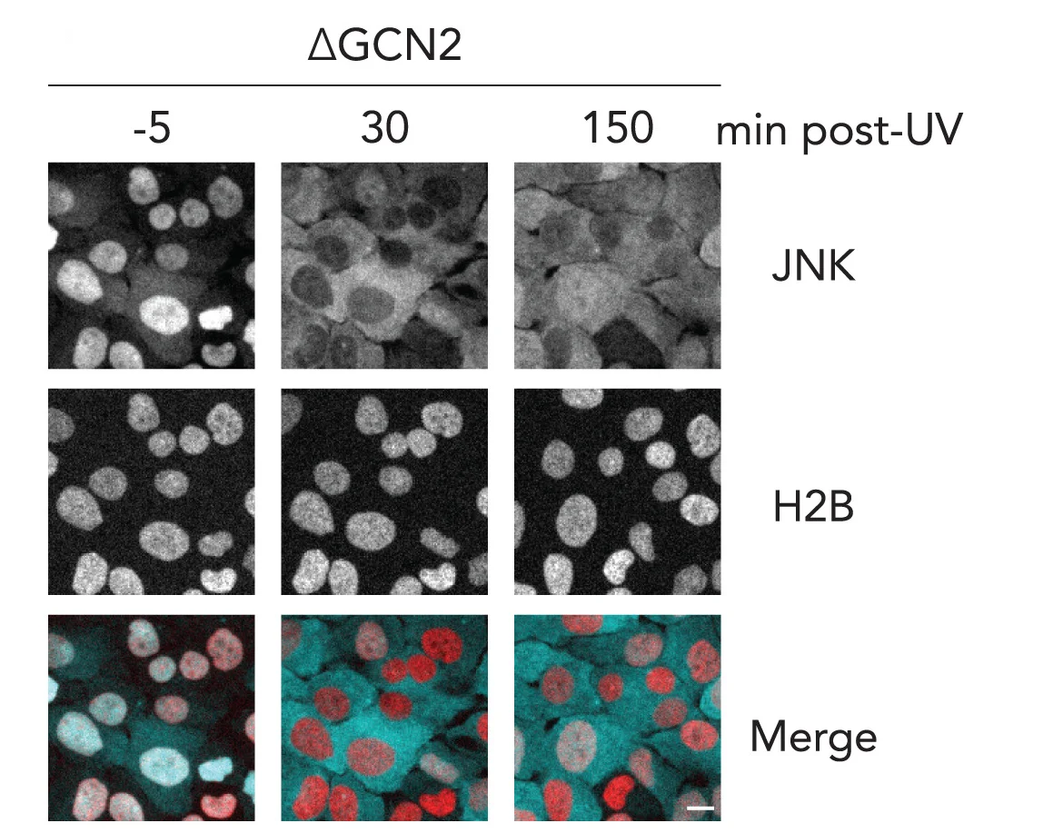 Open access visualization of Microscopy, MCF10a WT Cells, GCN2 Cells, JNK KTR-mRuby2, H2B-iRFP