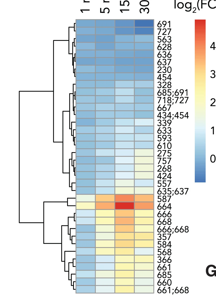 Open access visualization of Heatmap, Clustered, Phosphosites, ZAK, Hierarchical Clustering