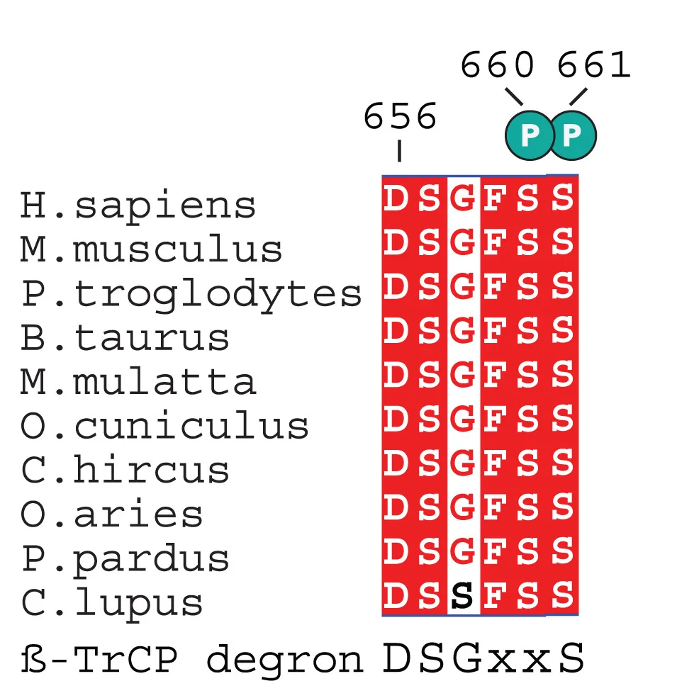 Open access visualization of Illustration, ZAK, Sequence Alignment, Beta-TrCP, Phosphodegron Motif