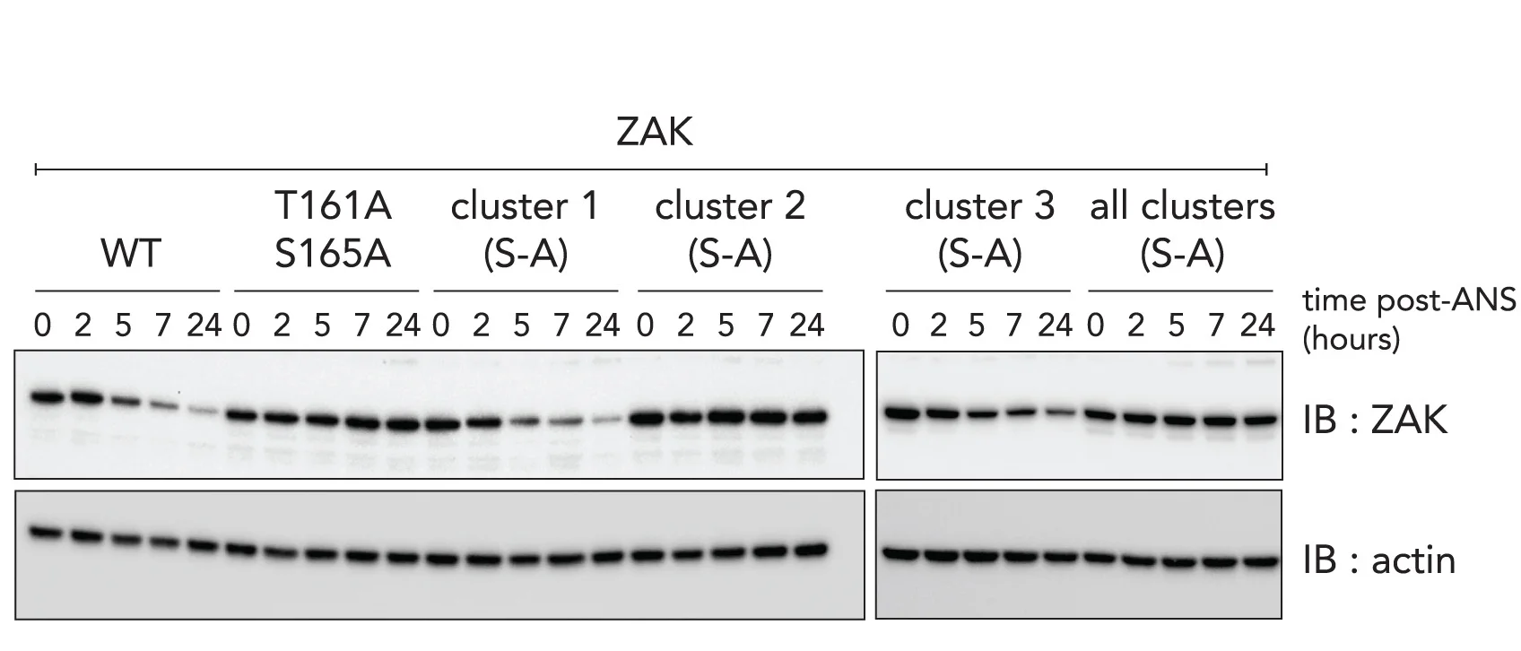 Open access visualization of Gel, Immunoblots, MCF10a deltaZAK Cells, ZAK Variants, ANS