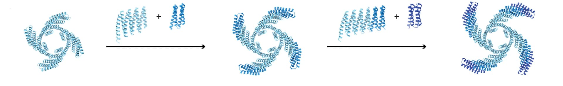 Open access visualization of Protein Structure, Workflow, DHR, Oligomers, Repeat Extension