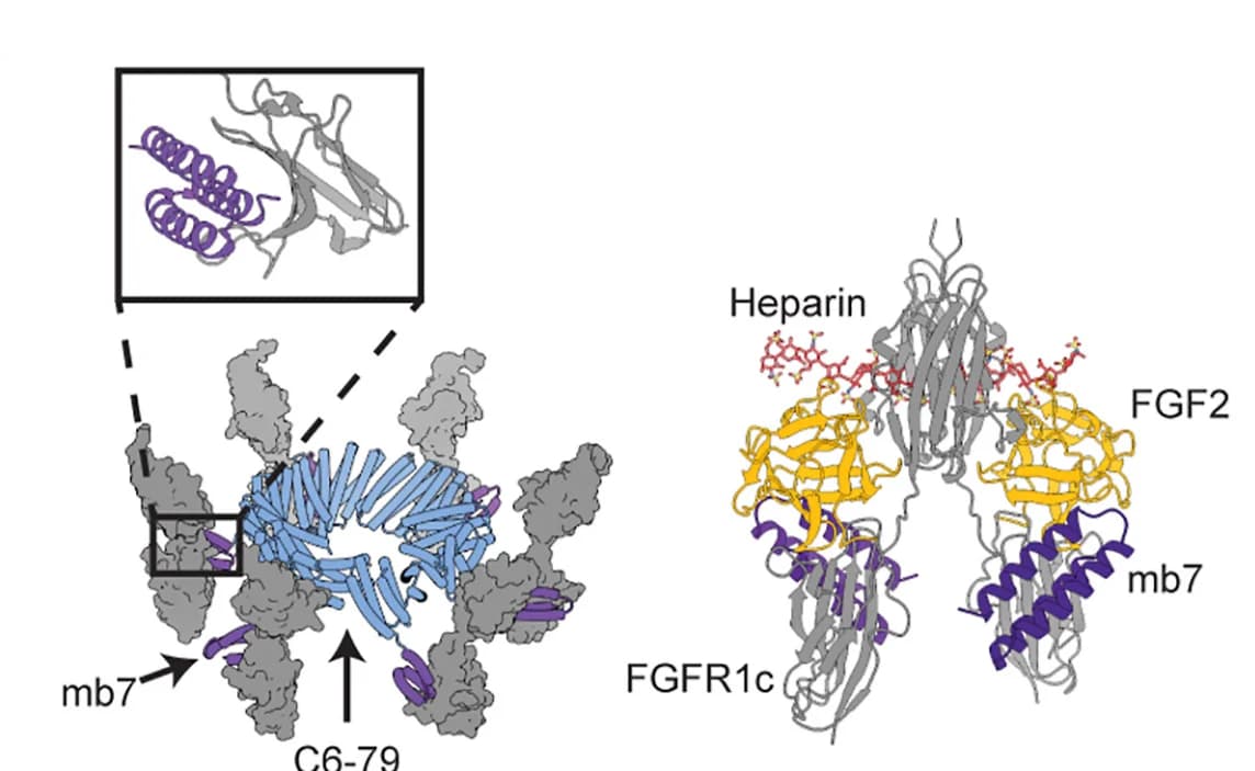 Open access visualization of Protein Structure, Chemical Structure, Cartoon Model, Oligomer, FGF Receptors