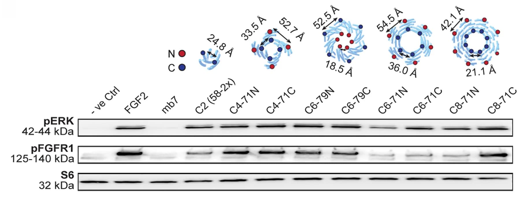 Open access visualization of Gel, Illustration, Signaling Response, Oligomers, CHO-R1c Cells