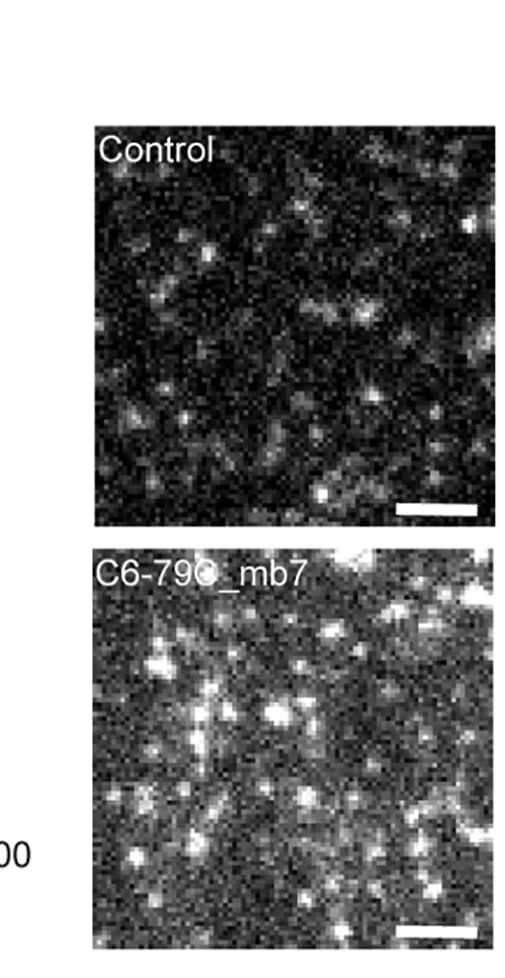 Open access visualization of Microscopy, Single-Particle Tracking, FGFR1, Cell Surface