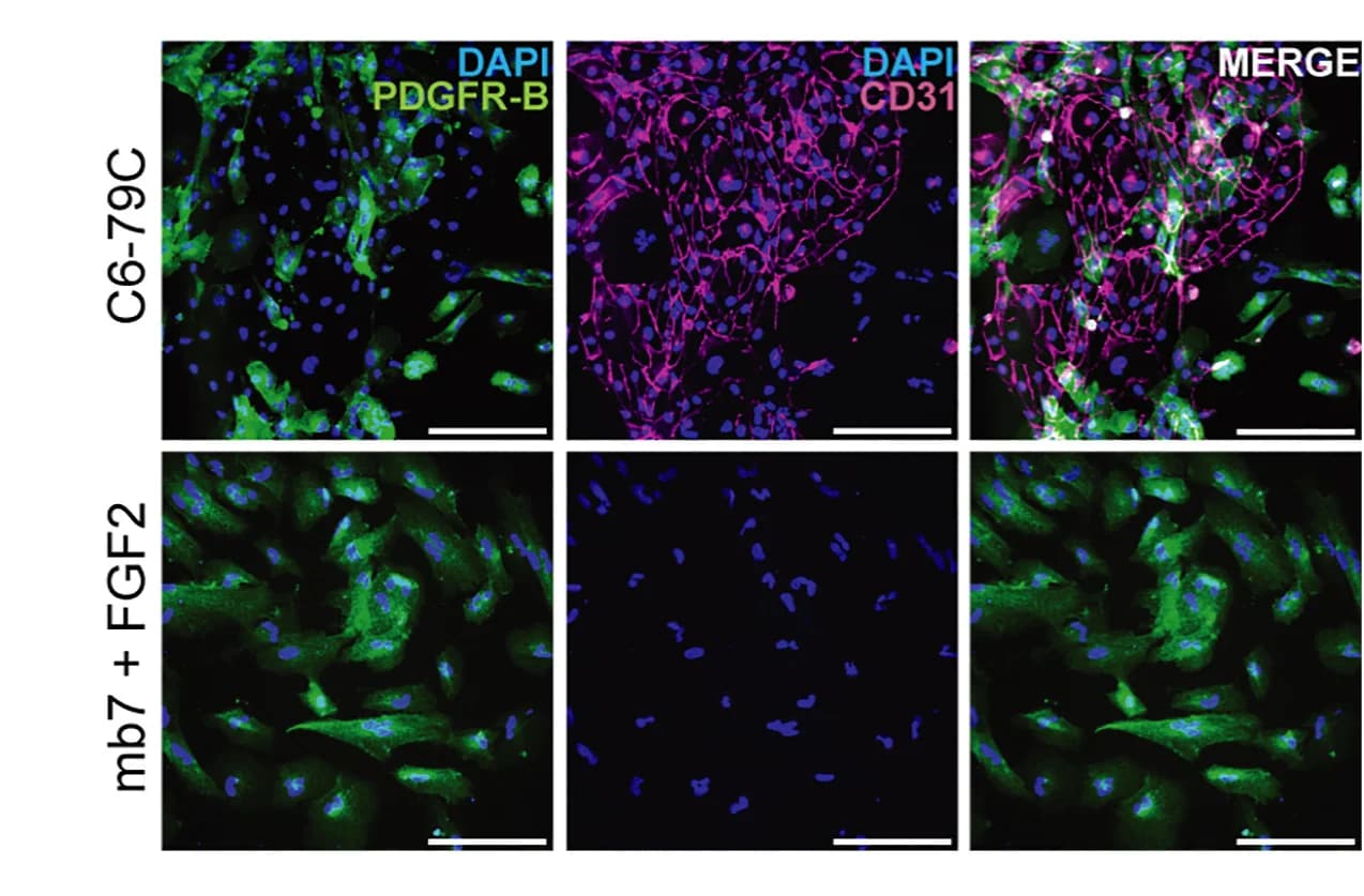 Open access visualization of Microscopy, Immunohistochemistry, Differentiated Cells, C6-79C_mb7, mb7