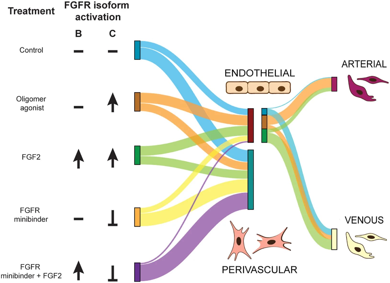 Open access visualization of Sankey, Endothelial Cells, Perivascular Cells, Cell Differentiation, Arterial Fate