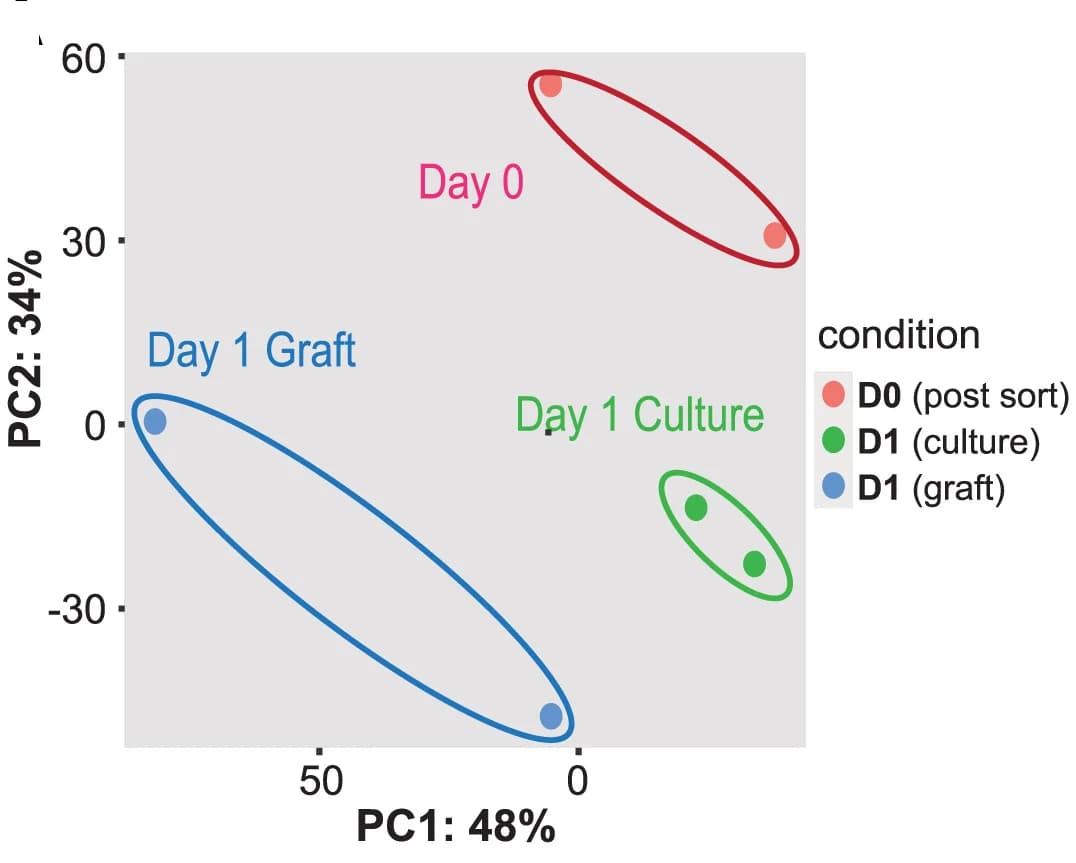 Open access visualization of Scatter Plot, PCA, PCA Plot, RNA-seq Data, Dopamine Neurons