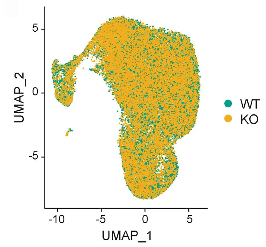 Open access visualization of Scatter Plot, UMAP, scRNA, p53 WT, p53 KO