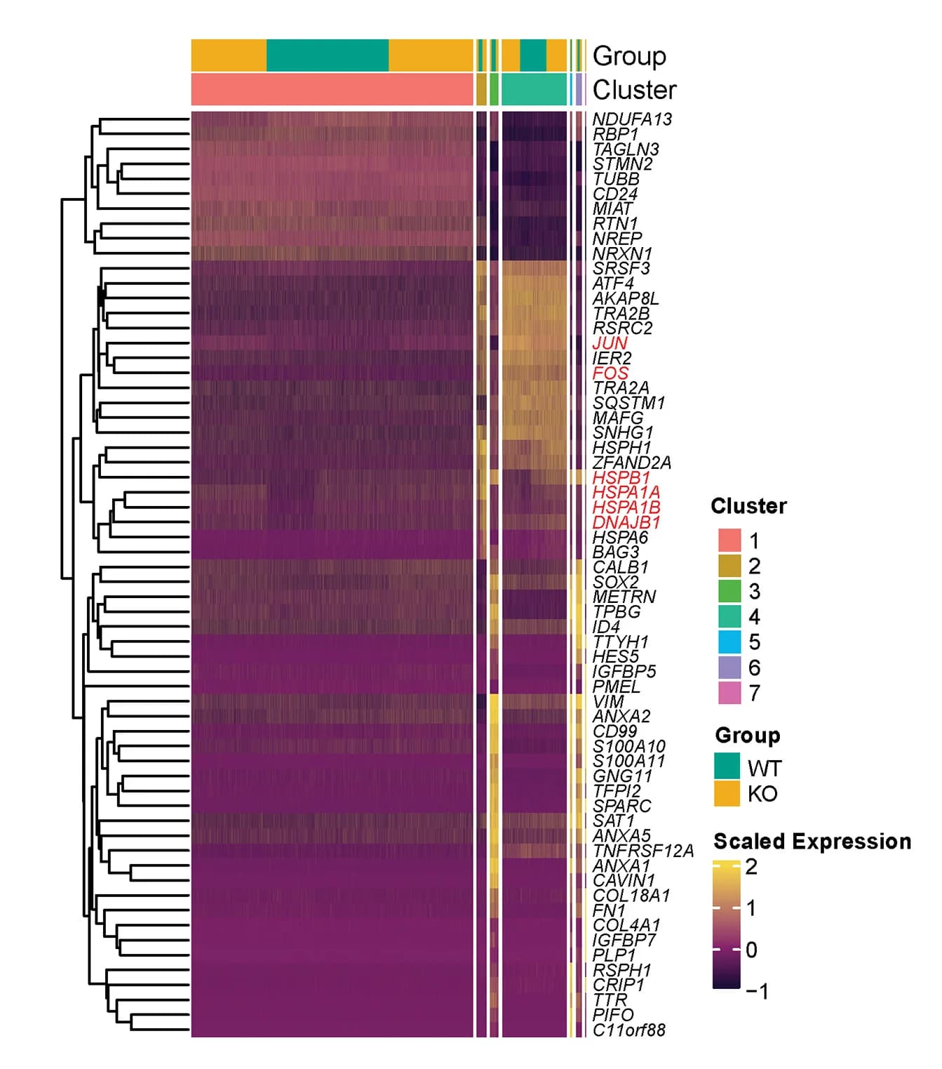 Open access visualization of Heatmap, Clustered, Gene Set Enrichment, p53 WT, p53 KO
