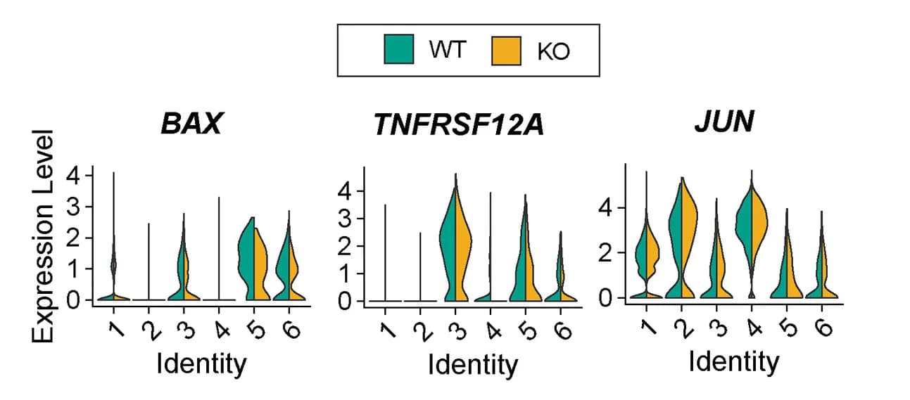 Open access visualization of Violin Plot, Violin Plots, Gene Expression, BAX, TNFRSF12A