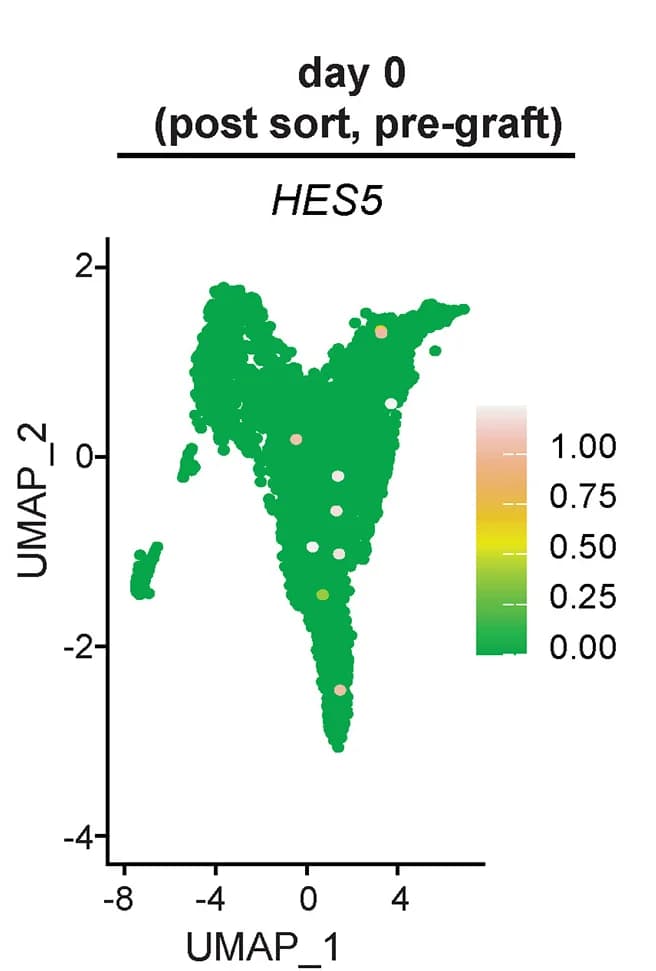 Open access visualization of UMAP, Scatter Plot, HES5, Pre-Grafted Neurons, Gene Expression