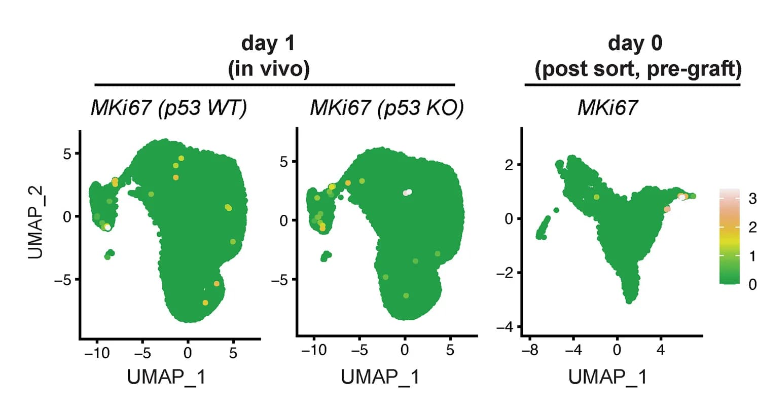 Open access visualization of UMAP, MKI67, Grafted Cells, Pre-Grafted Neurons, p53 WT