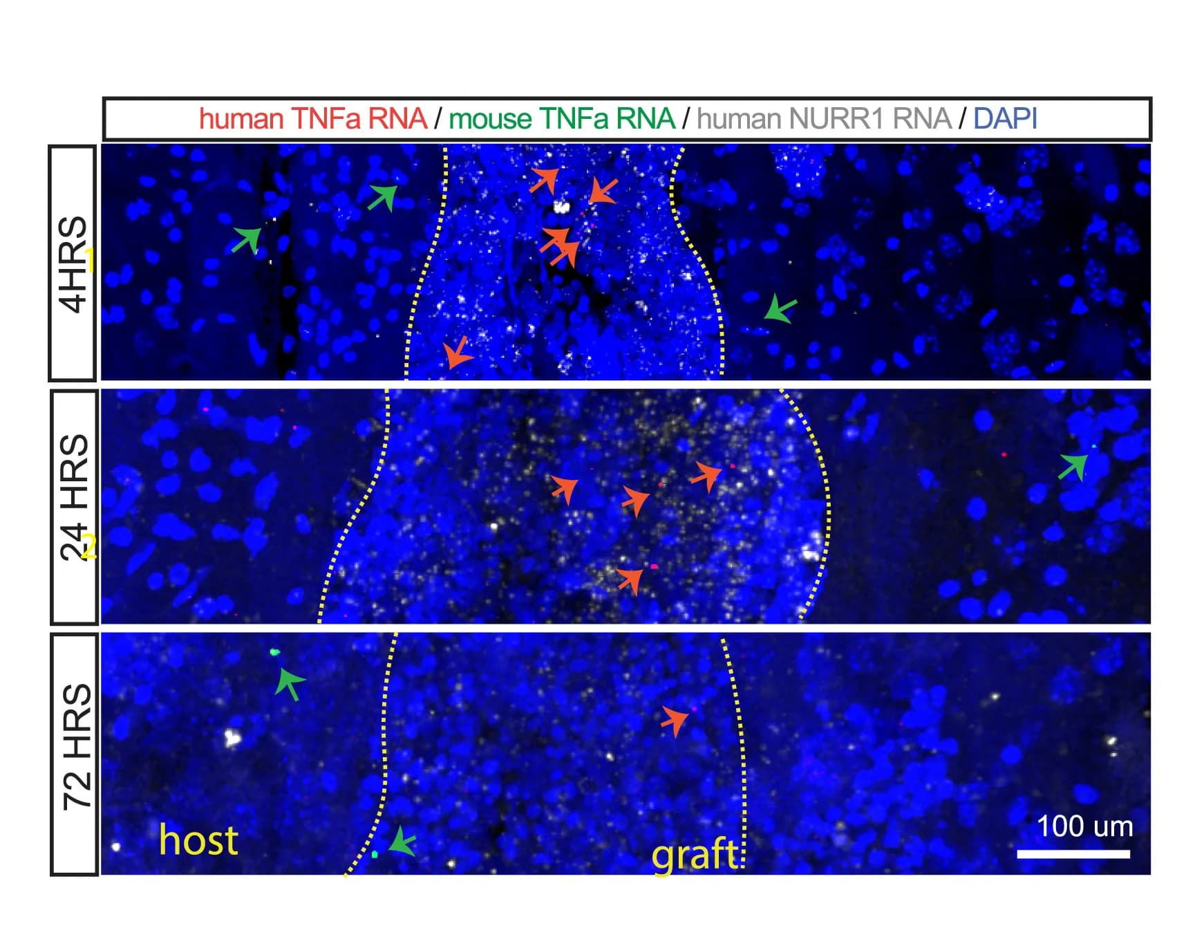 Open access visualization of Microscopy, Confocal Images, RNA FISH, Tnfa, NURR1