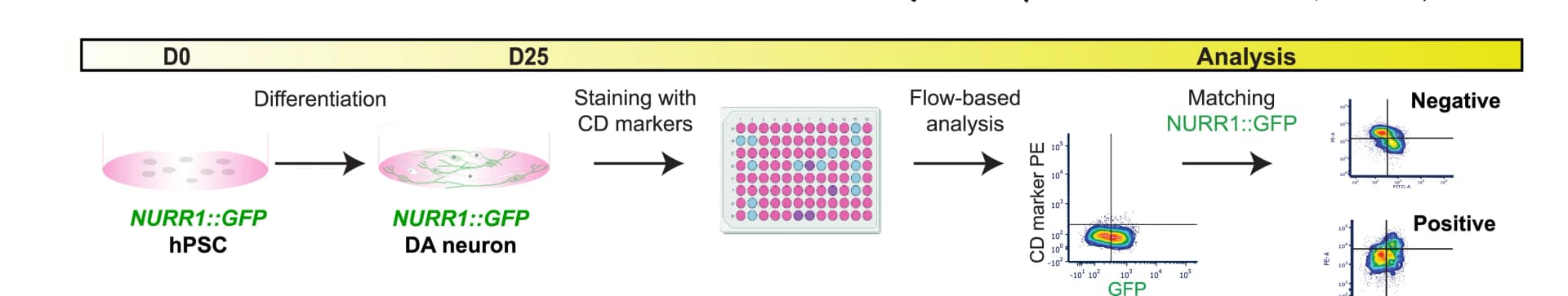 Open access visualization of Workflow, Scatter Plot, Schematic Illustration, CD Marker Screen, Dopamine Neurons