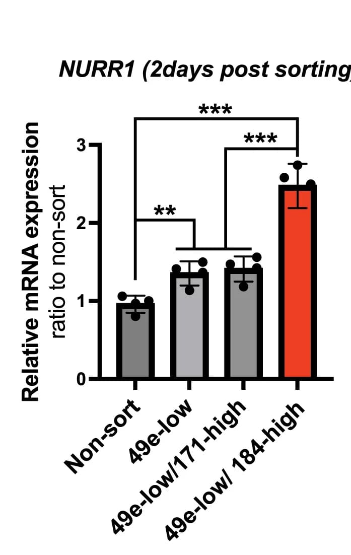 Open access visualization of Bar Plot, Error Bars, Gene Expression, NURR1, RT-qPCR