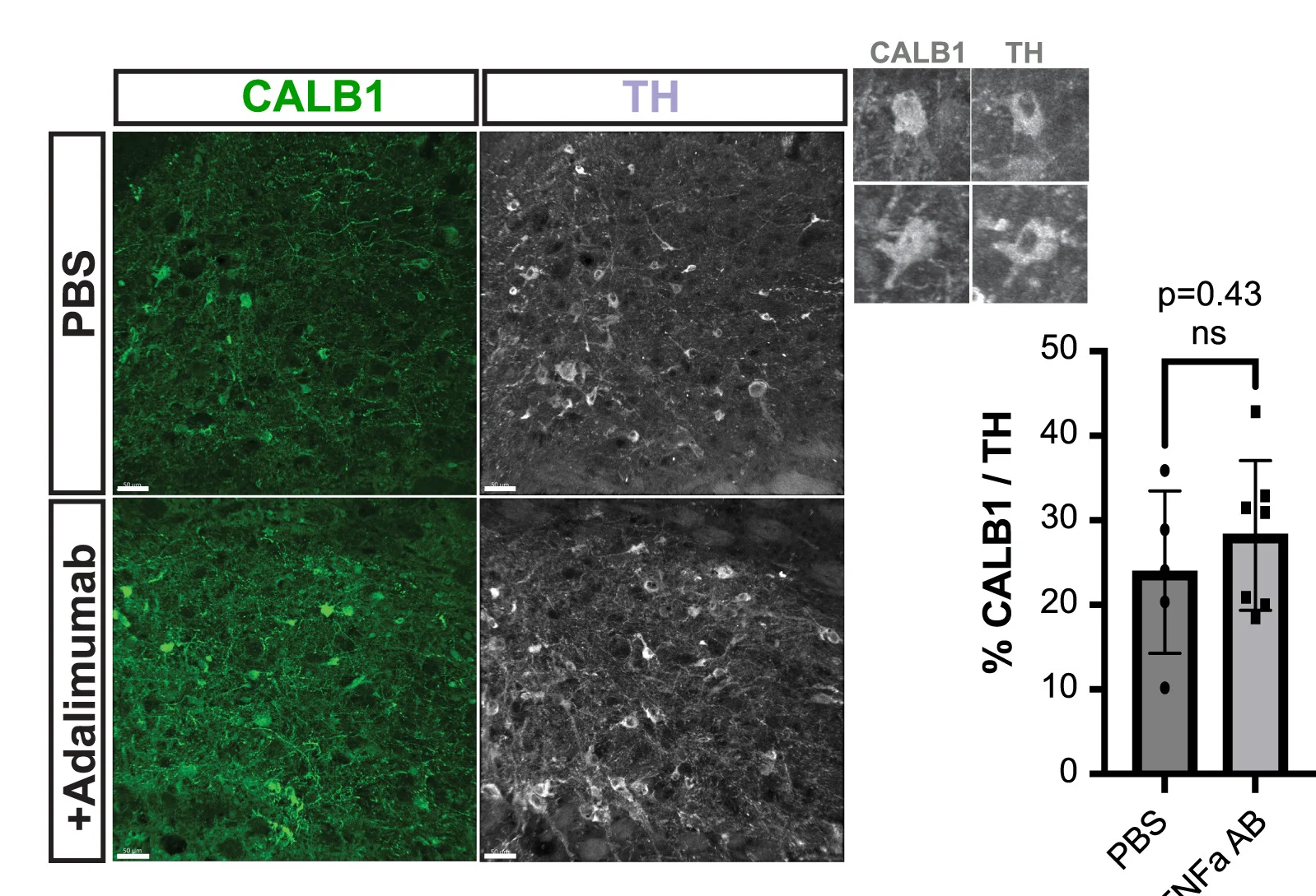 Open access visualization of Bar Plot, Error Bars, Microscopy, Photo, Immunofluorescence Images