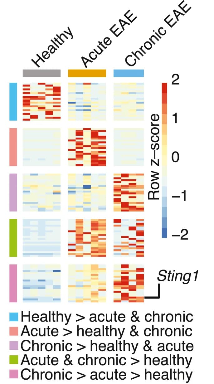 Open access visualization of Heatmap, Gene Expression Heatmap, Differentially Expressed Genes, Cortical Motor Neurons, Healthy