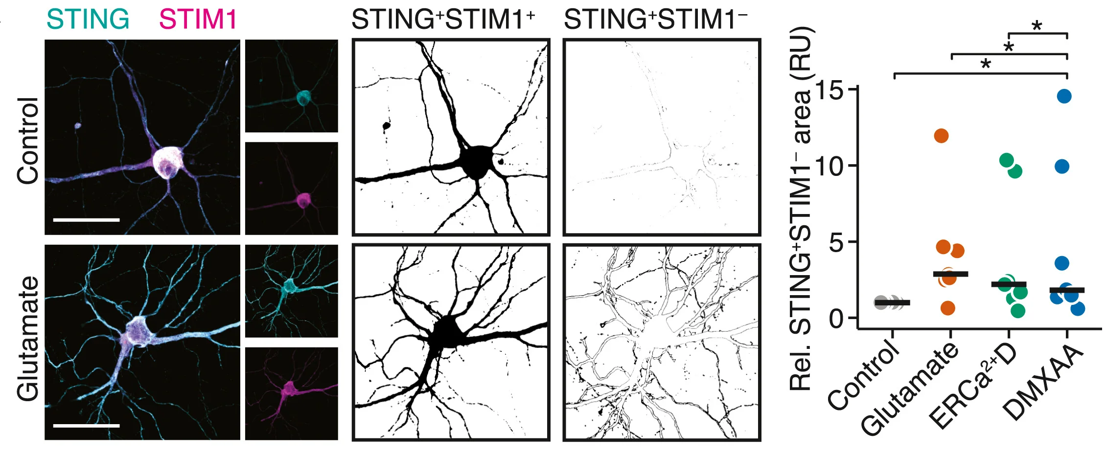 Open access visualization of Microscopy, Scatter Plot, EGFP-STING, mScarlet-STIM1, Neurons