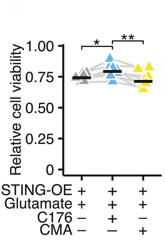 Open access visualization of Scatter Plot, STING-OE Neurons, Glutamate, STING Antagonist C176, STING Agonist CMA