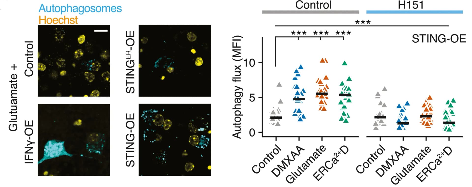 Open access visualization of Scatter Plot, Mean Fluorescence Intensity, Autophagic Flux, STING-OE Neurons, Bafilomycin A1