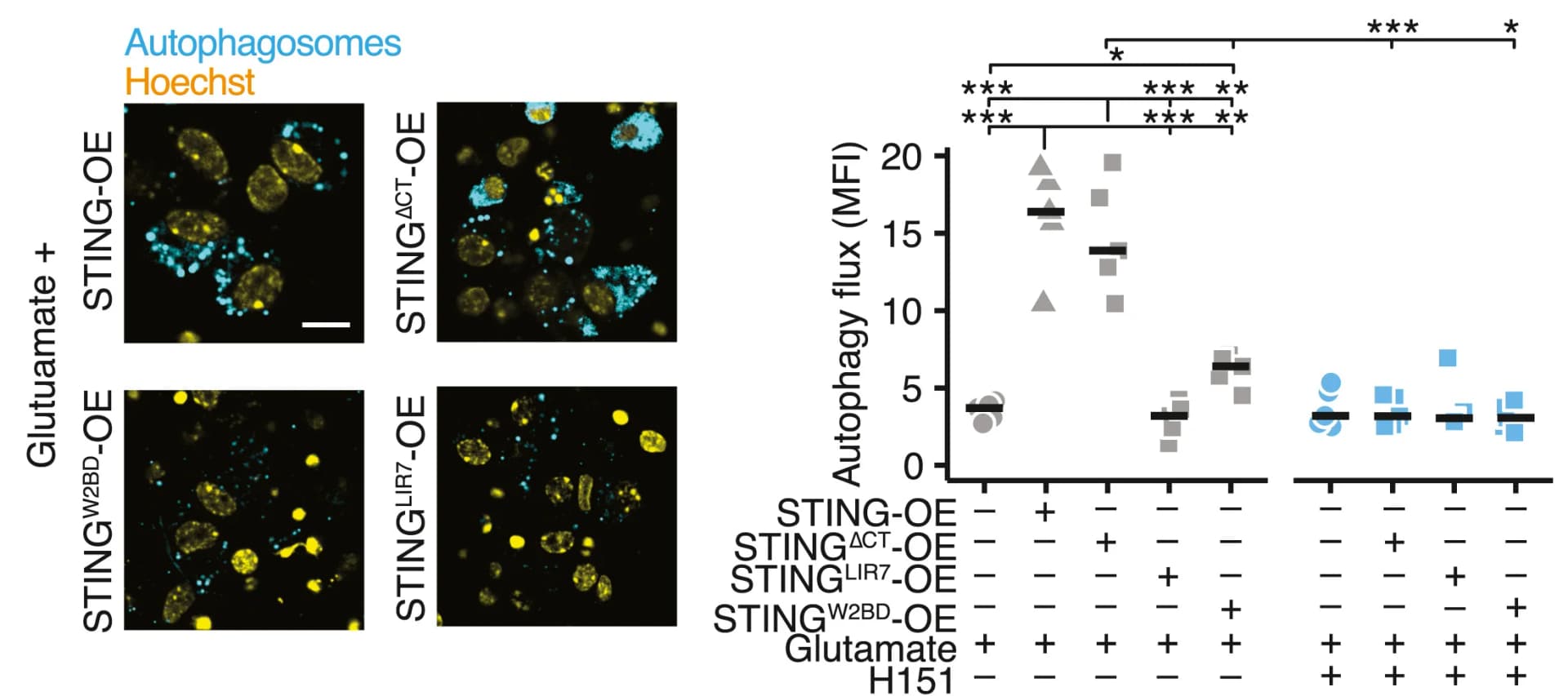 Open access visualization of Microscopy, Scatter Plot, Autophagic Flux, STING Overexpression, STING Variants