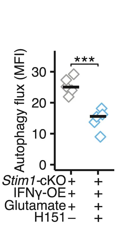 Open access visualization of Scatter Plot, Autophagic Flux, Stim1-cKO Neurons, IFNG Overexpression, Bafilomycin A1