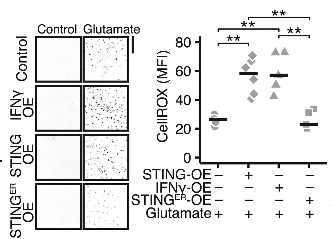 Open access visualization of Scatter Plot, Microscopy, CellROX, Mean Fluorescence Intensity, STING