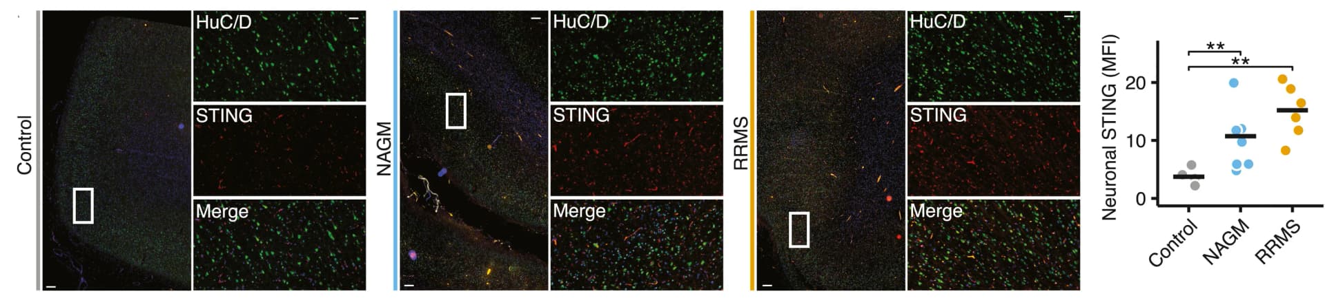 Open access visualization of Microscopy, Scatter Plot, Fluorescence Intensity, Immunohistochemistry, Neurons