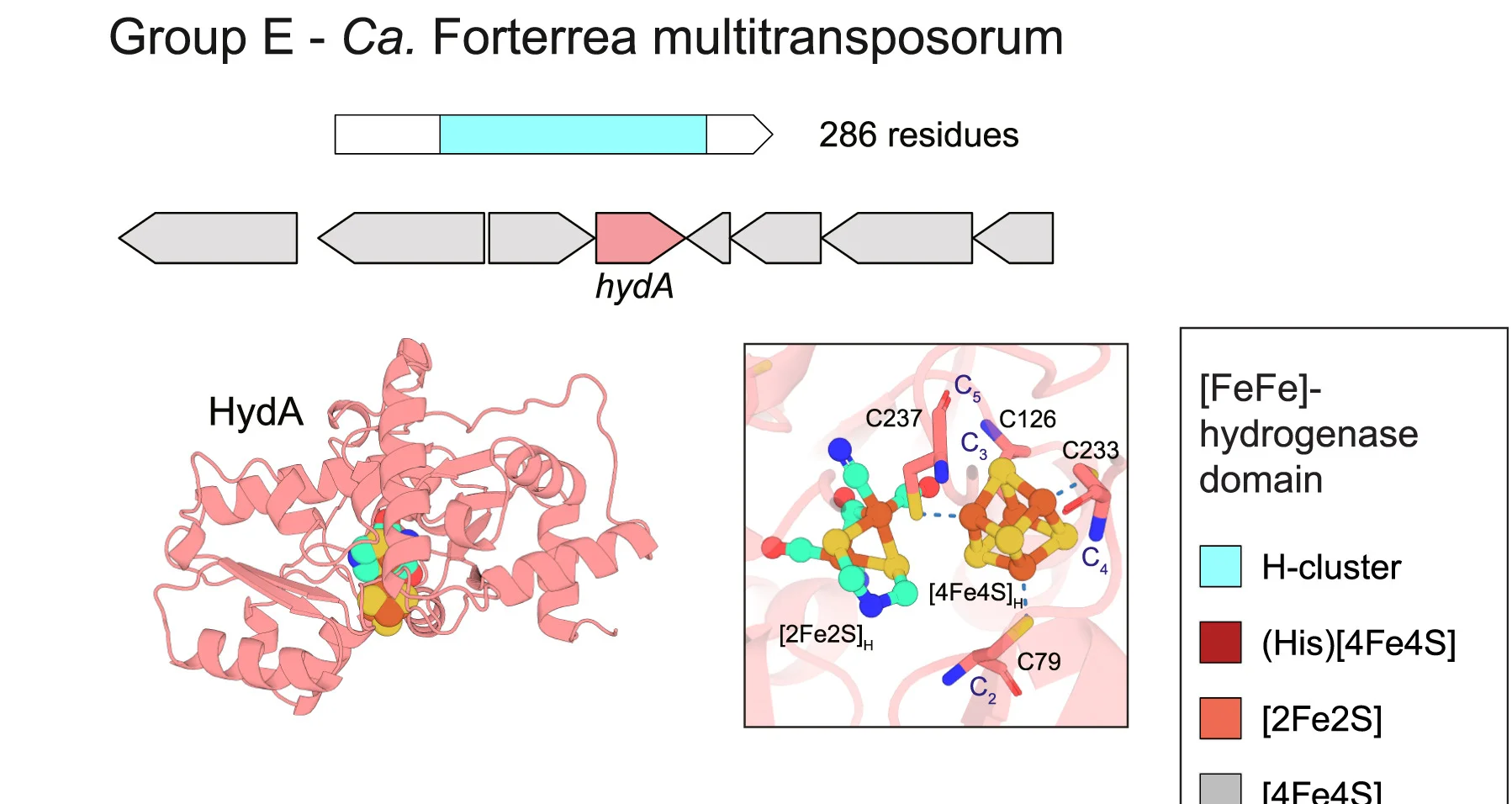 Open access visualization of Protein Structure, Workflow, Group E [FeFe] Hydrogenase, Ca.Forterrea Multitransposorum, Catalytic Domain