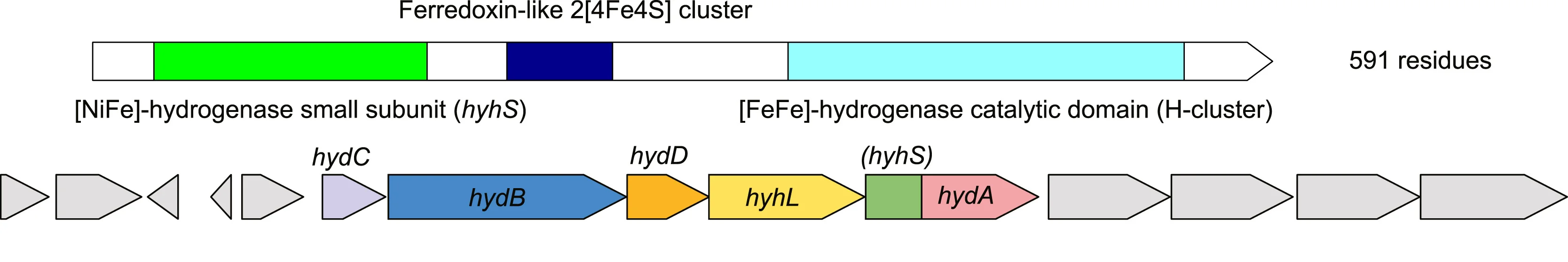Open access visualization of Workflow, Illustration, Catalytic Domain Structure, Operon, Hydrogenase