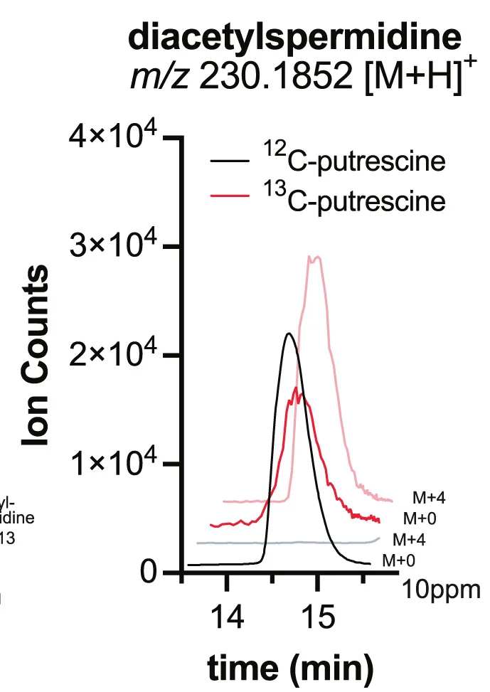 Open access visualization of Line Plot, MS1, 13C-Putrescine, E. Coli, Putrescine