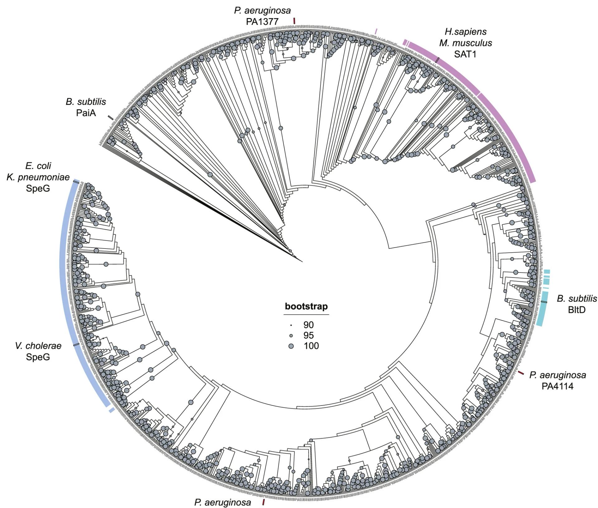 Open access visualization of Network, Pathway, Phylogenetic Tree, Polyamine Acetyltransferase, Protein Sequences