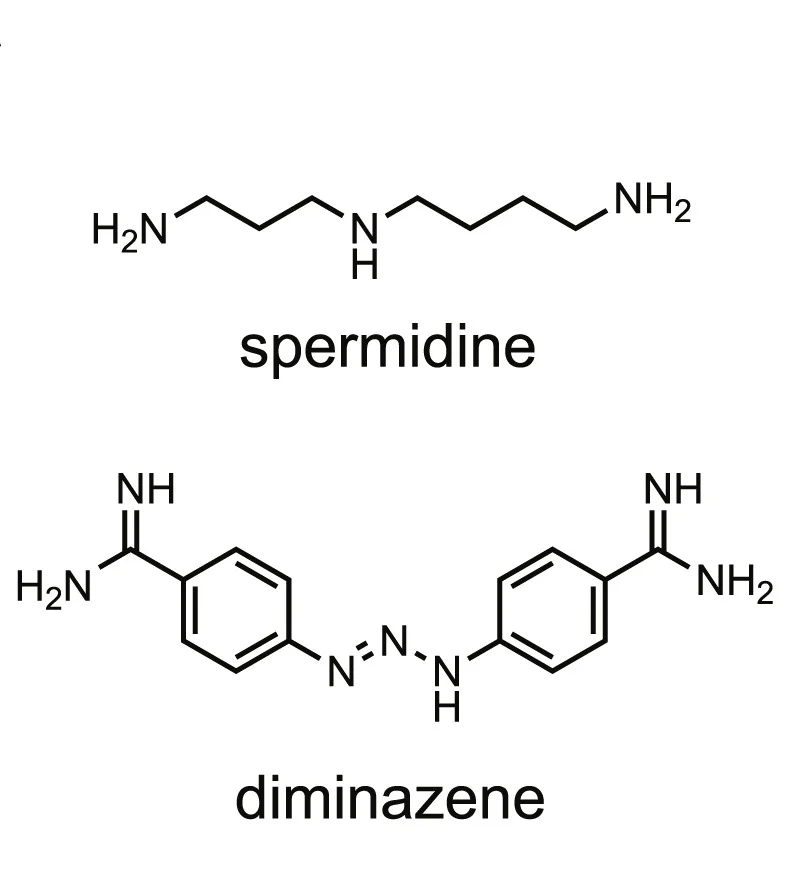 Open access visualization of Chemical Structure, Spermidine, Diminazene, Chemical Structures