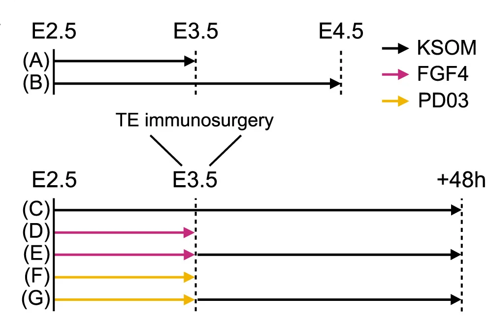 Open access visualization of Workflow, Flowchart, Treatment Regimen, 8-Cell Embryos