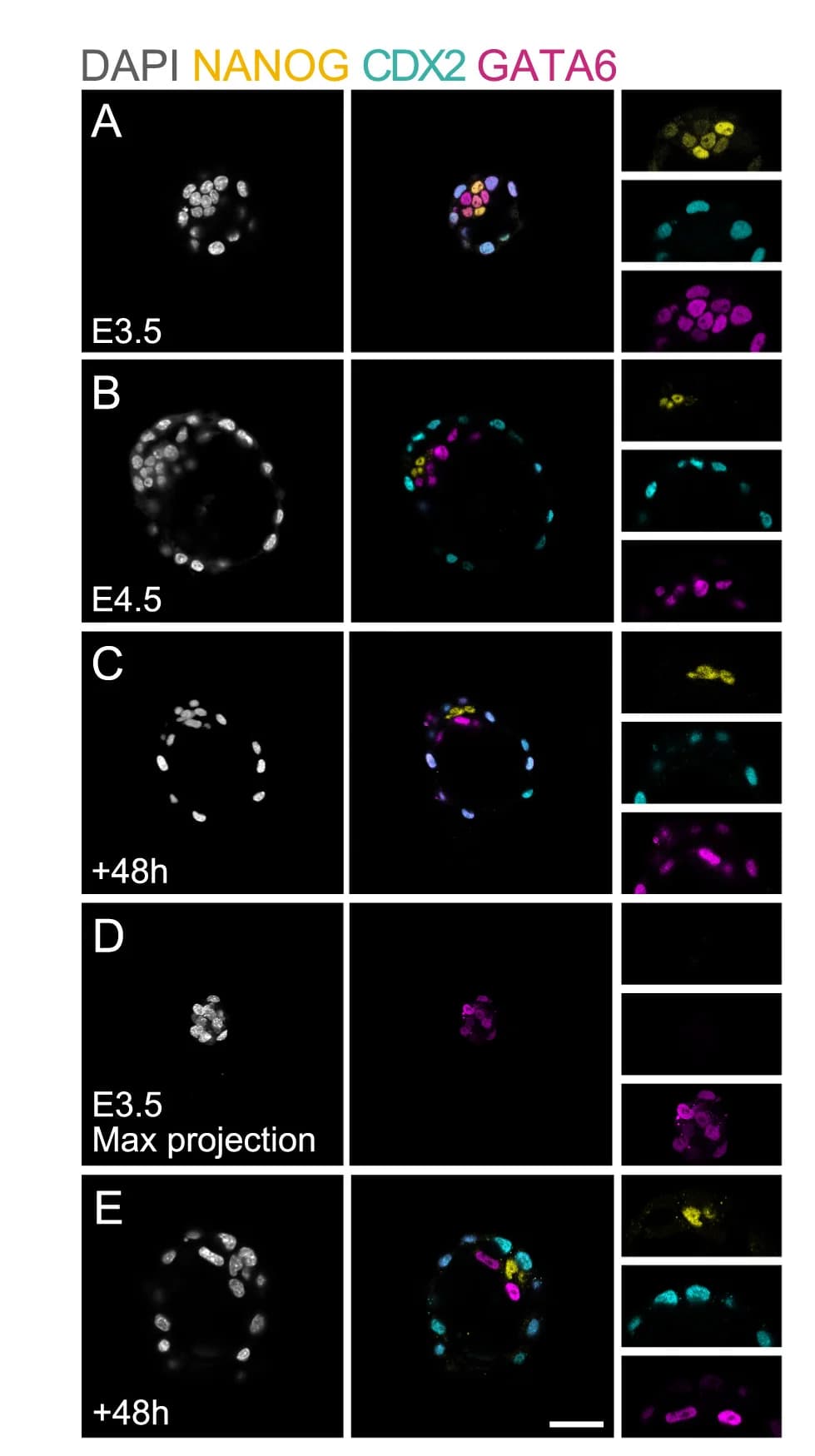 Open access visualization of Microscopy, Photo, Immunostaining, Embryos, Markers