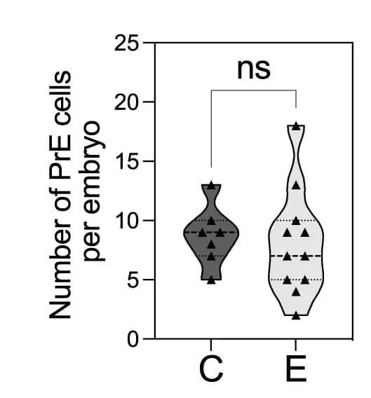 Open access visualization of Violin Plot, PrE Cells, ICM, Control Embryos, Treated Embryos