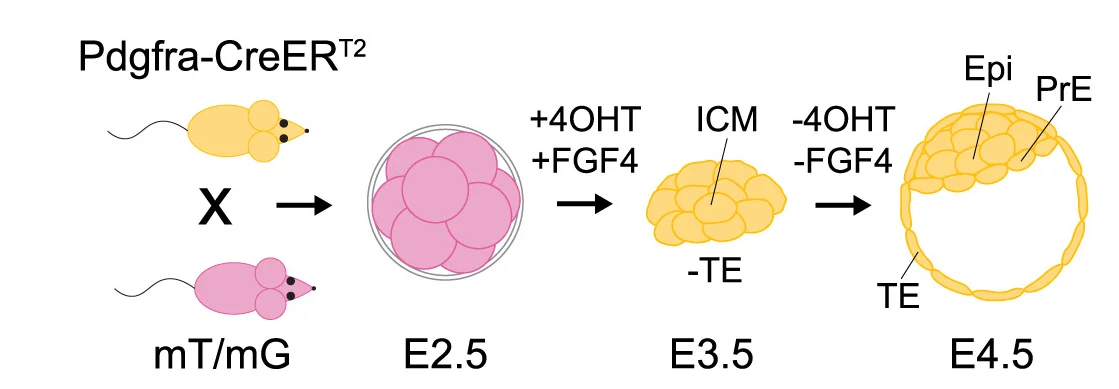 Open access visualization of Workflow, Illustration, Treatment Regimen, 8-Cell Embryos, PdgfraCre-ERT2:Rosa26mT/mGembryos
