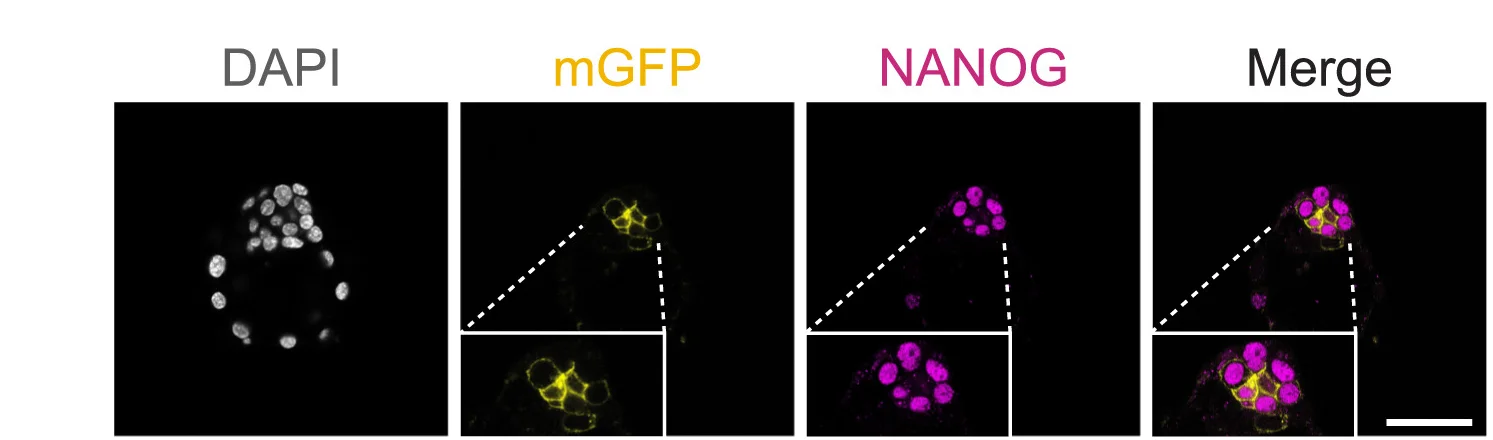 Open access visualization of Microscopy, Immunostaining, E4.5 Embryos, PdgfraCre-ERT2:Rosa26mT/mGembryos, Markers