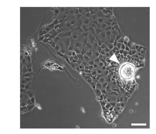 Open access visualization of Microscopy, Bright-Field Image, nEnd, Monolayer