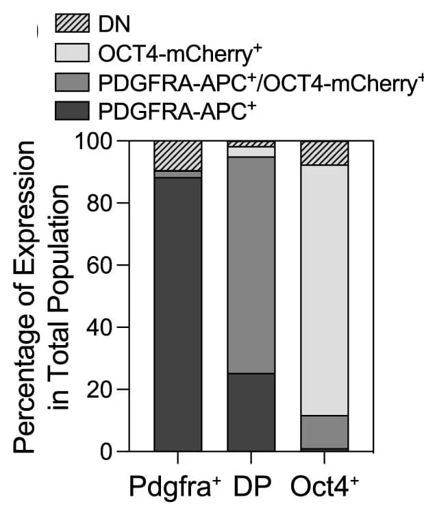 Open access visualization of Stacked Bar Plot, Quantification, Subpopulation Composition, Pdgfra+ Cells, DP Cells
