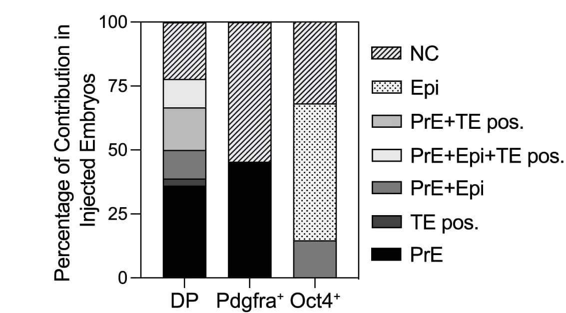 Open access visualization of Stacked Bar Plot, Lineage Contribution, OCT4-mCherry-H2B-Venus, Pdgfra+ Cells, DP Cells