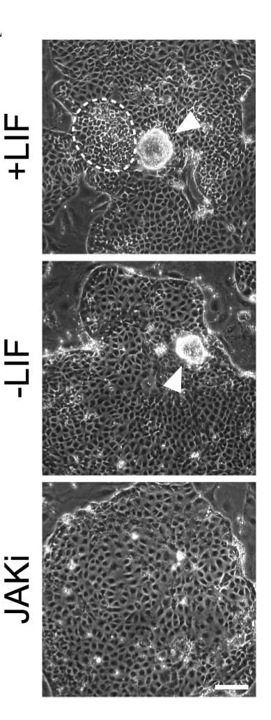 Open access visualization of Microscopy, Bright-Field Images, OCT4-mCherry nEnd, Control, Treated Conditions