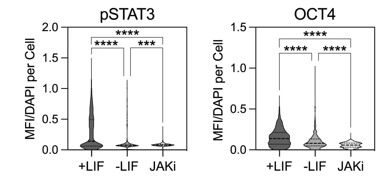 Open access visualization of Violin Plot, Quantification, Median Fluorescence Intensity, MFI, DAPI