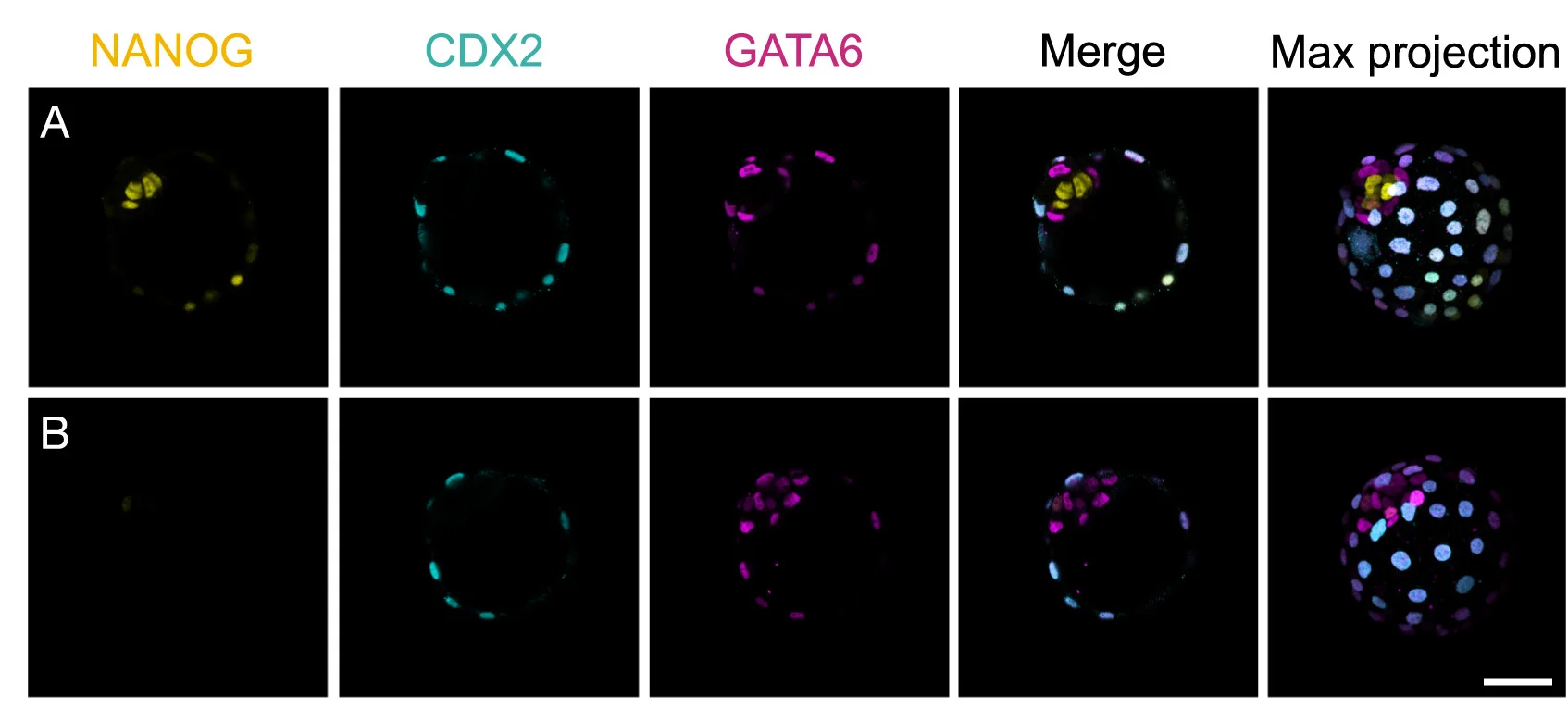 Open access visualization of Microscopy, Immunostaining, E4.5 Embryos, Markers, GATA6