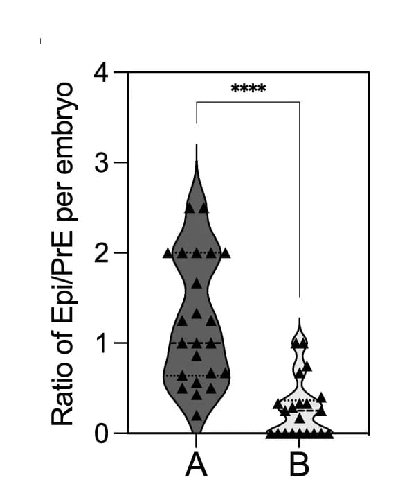 Open access visualization of Violin Plot, Epi/PrE Cells, Treated Embryos